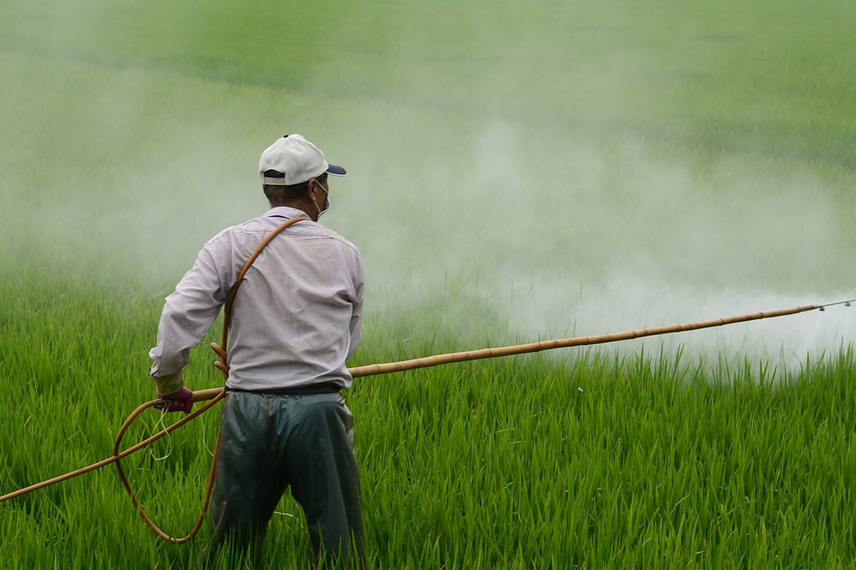 pertani sedang melakukan pengendalian hama dan penyakit pada tanaman padi