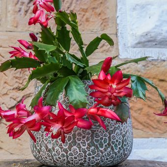 Ilustrasi tanaman hias Christmas cactus. 