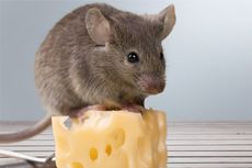 3 Minyak Esensial yang Dapat Membasmi Tikus di Rumah