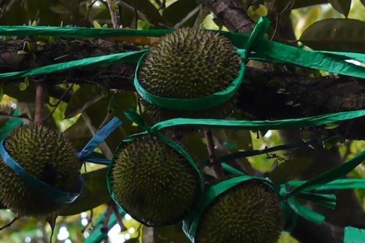 Durian berukuran kecil asal Desa Wonokerto, Kecamatan Gucialit, Kabupaten Lumajang, Jawa Timur