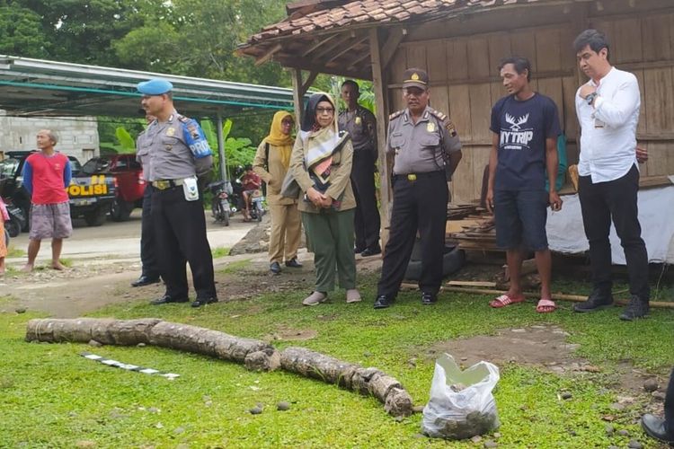 Fosil gading gajah purba yang ditemukan warga di Sragen, Jawa Tengah.