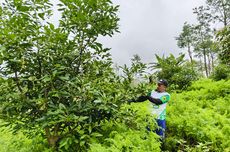 Namun, mengingat harga merupakan aspek yang sensitif bagi beberapa pasar berkembang, seperti Indonesia maupun India, vendor ponsel kabarnya bakal menggunakan strategi lain, selain kenaikan harga.Menurut bocoran yang dibagikan di blog Naver Korea Selatan, vendor ponsel kemungkinan memangkas RAM HP. Karena itu, beberapa ponsel dengan RAM 16 GB kemungkinan menjadi produk yang cukup langka.Sebaliknya, ponsel dengan RAM 4 GB justru akan lebih mendominasi ketimbang saat ini. Bocoran itu juga menyebutkan bahwa ponsel dengan RAM 12 GB bisa dipangkas hingga 40 persen, hingga menjadi 6 GB atau 8 GB. Sementara model yang biasanya dibekali RAM 8 GB, dipotong hingga 50 persen menjadi 4 GB atau 6 GB.Sayangnya, walaupun konfigurasi RAM beberapa ponsel tahun depan dipangkas, harganya tetap lebih mahal dibanding model sebelumnya, dilansir Gizmochina.Adapun kenaikan harga HP terjadi sebagian besar karena meningkatnya pemintaan memori di berbagai industri termasuk untuk data center kecerdasan buatan (artificial intelligence/AI), hingga menimbulkan kelangkaan pasokan.Hal tersebut juga diamini oleh Xiaomi, hingga menyatakan bahwa harga produknya tahun depan meningkat.Baca juga: Ini Sebab Harga Memori RAM di Indonesia NaikXiaomi sudah mengumumkan rencana kenaikkan harga smartphone baru mulai tahun depan. Pengumuman ini disampaikan oleh Presiden Xiaomi, Lu Weibing dalam konferensi pers terkait laporan pendapatan perusahaan pada November 2025 lalu.Ia mengataka bahwa keputusan ini diambil karena semakin mahalnya harga chip memori, akibat melonjaknya permintaan untuk server kecerdasan buatan (AI).Tingginya permintaan chip memori untuk server juga membuat perusahaan seperti Samsung, memangkas produksi chip memori termasuk untuk ponsel, dan mengalihkannya ke memori bandwidth tinggi (high bandwidth memory).Xiaomi Redmi Note 15 Pro 5G.