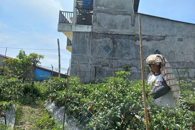 Kisah Hotma Purba: Sulap Lahan Tidur di Pematangsiantar Jadi Kebun Produktif, Panen 50 Kg Cabai Per Pekan