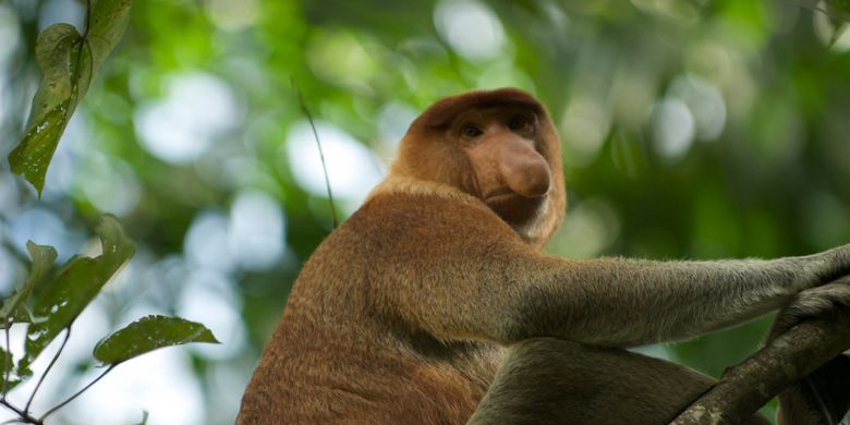 Monyet Betina Lebih Tertarik Pejantan Berhidung Besar