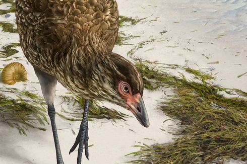 Fosil Nenek Moyang Ayam Ditemukan di Belgia, Dijuluki Wonder Chicken