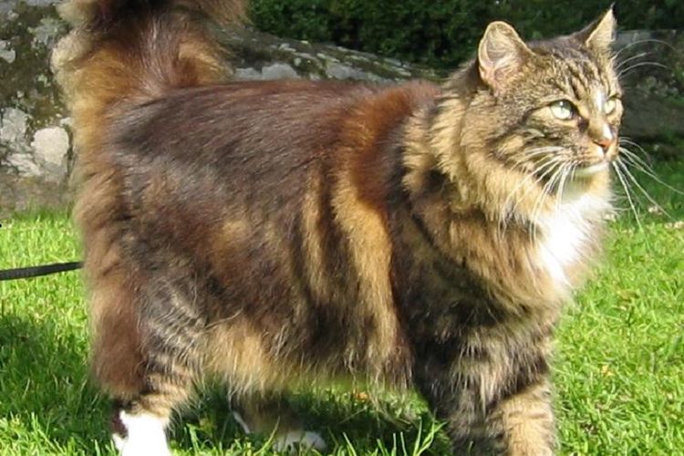 Seekor kucing jenis norwegian forest cat.