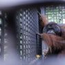 Belasan Tahun Dirawat, Orang Utan Mungky dan Dodo Kini Kembali ke Hutannya