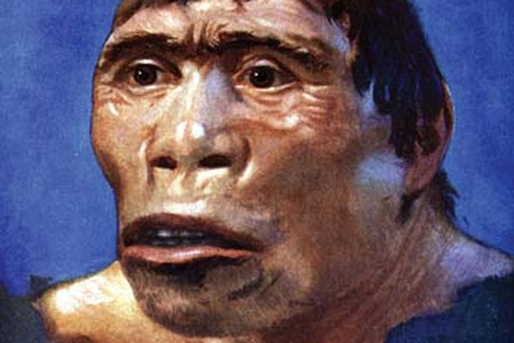 Rekonstruksi artistik manusia purba Homo erectus atau Java man
