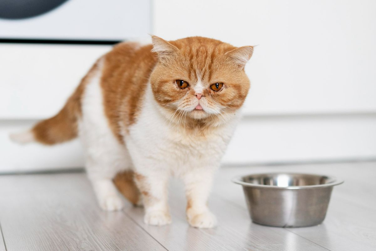 Jika kita memberikan kucing senior makanan anak kucing, mungkin itulah yang menjadi alasan kenapa kucing tidak suka makanan kering.