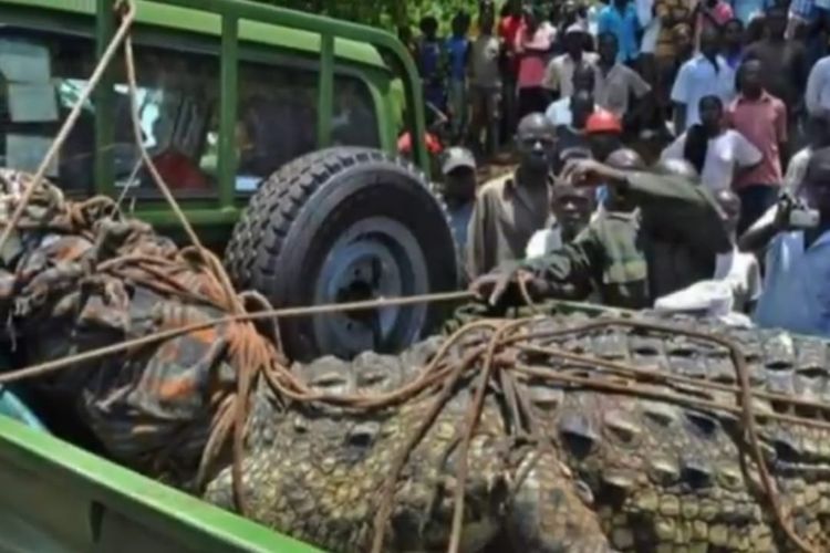 Buaya dengan panjang hampir 5 meter di Uganda yang telah memangsa 80 orang. [SS/YOUTUBE/THE RED PHOENIX]