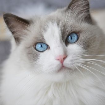 Ilustrasi kucing - Kucing Ragdoll.