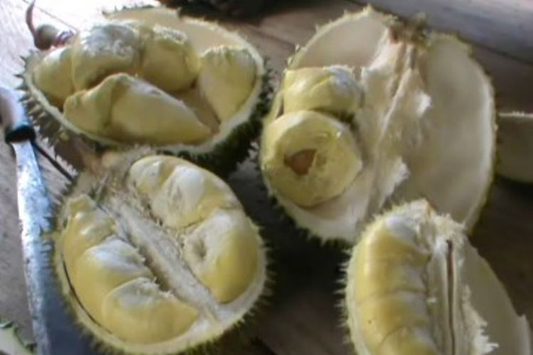 Ini sensasi baru menikmati durian di kecamatan Bulo Polewali mandar sylawesi barat. Wisatawan bisa memetik dan makan durian langsung dari pohonnya atau menikmatinya di gasebo yang disediakan penbgelola.