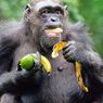 Alkohol dalam Buah, Simpanse Ternyata Minum Setara Dua Gelas Sehari