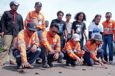 Agincourt Siap Lepas 1.000 Tukik di Pantai Barat Muara Opu