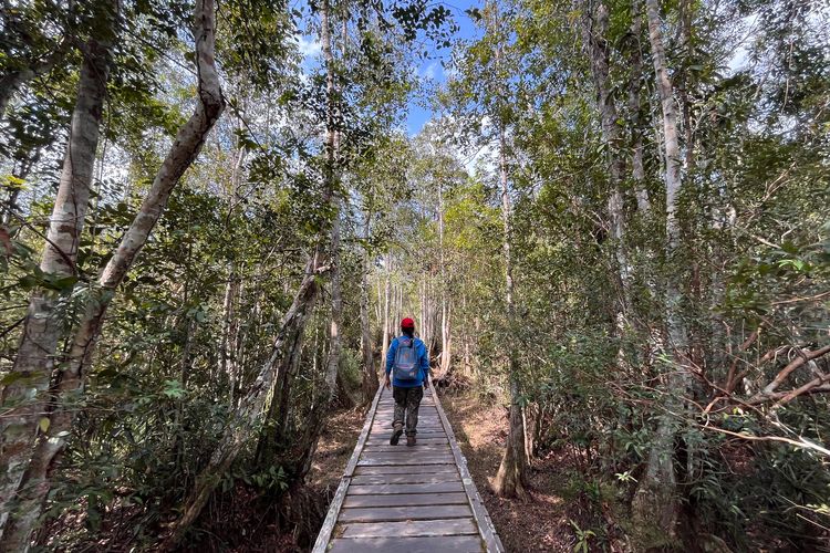 9 Tips Wisata ke TN Tanjung Puting Kalimantan Tengah, Pemula Wajib Tahu