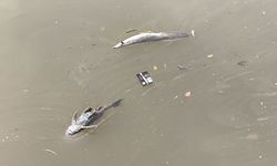 Kebakaran Gudang Pestisida di Tangsel Cemari Sungai Cisadane hingga 22 Km, KLH Ambil Sampel Air