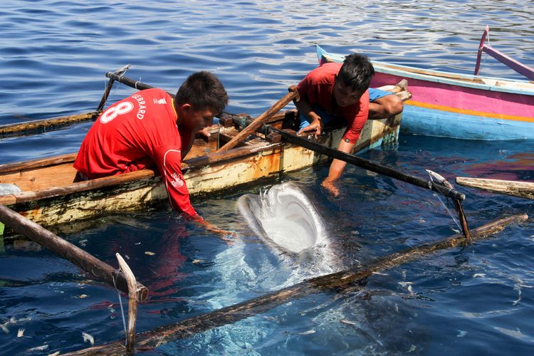 Potret hiu paus muncul ke permukaan laut dan aman saat disentuh.