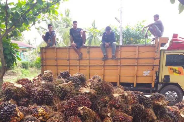 Foto: Para pkerja pemanen sawit di Pengkolan, Kecamatan Bosar Maligas, Kabupaten Simalungun, provinsi Sumut,usai mengumpulkan hasil panen sawit pada Senin 23 Mei 2022.