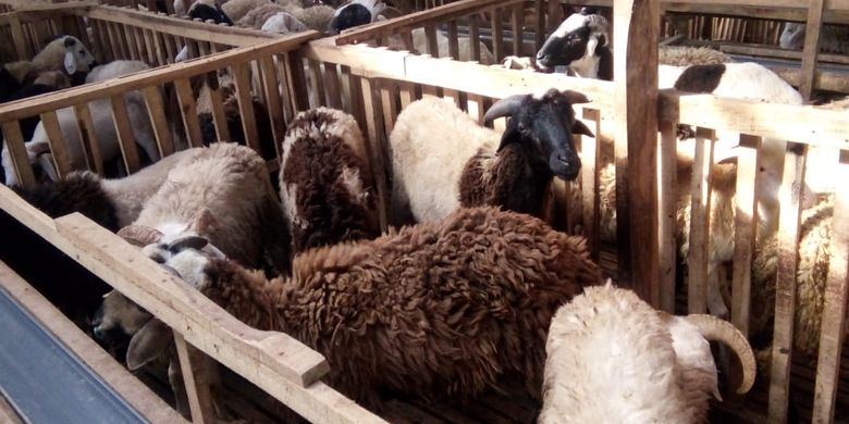 Info Terkini, Daerah dengan Populasi Ternak Kambing dan Domba Terbesar di Indonesia
