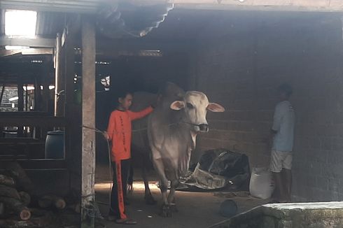 Cerita di Balik Sapi Kurban Jokowi, Ada yang Dibeli dari Siswa SMP dan Sarjana Peternakan