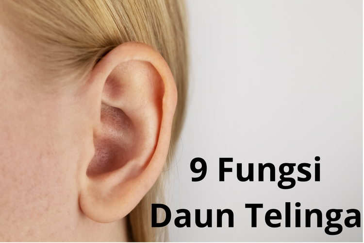 9 Fungsi Daun Telinga beserta Gambar Bagian-bagiannya