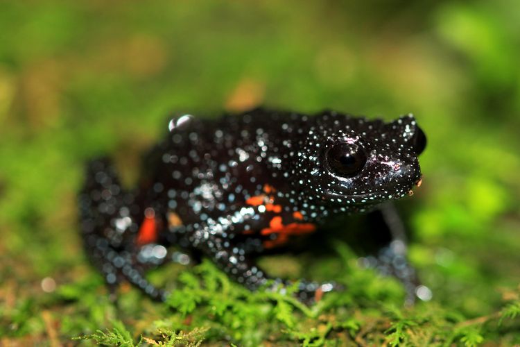 Sekelompok katak langka yaitu galaxy frog (Melanobatrachus indicus) dilaporkan menghilang dari habitatnya di India akibat fotografer tidak bertanggung jawab. Simak kronologinya.