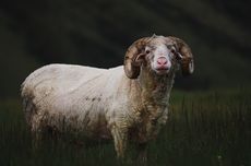 Waspada Leptospirosis, Ancaman Penyakit Pascabanjir