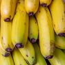 Manfaat Pisang untuk Kesehatan Usus 