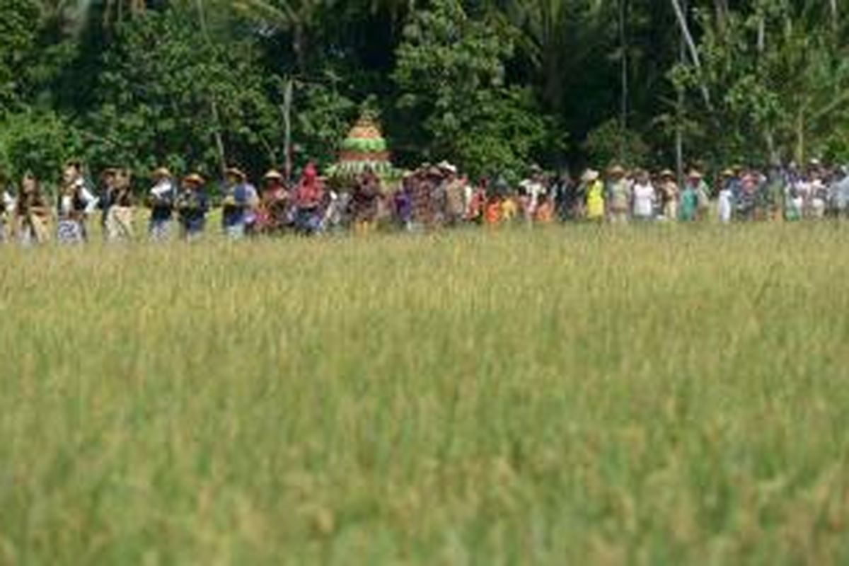 Warga mengikuti kirab dalam kegiatan tradisi Wiwitan yang ditujukan untuk mengawali masa panen raya di Dusun Kedon, Desa Sumbermulyo, Bambanglipuro, Bantul, DI Yogyakarta, Rabu (6/8/2014). Tradisi tersebut digelar sebagai wujud syukur atas berkah Tuhan yang berupa panen melimpah serta untuk menghormati Dewi Sri atau Dewi Kesuburan. Pada musim tanam ini, sebanyak 160 petani yang tergabung dalam kelompok tani Mandiri menggarap sawah seluas 20 hektare tersebut dan mampu menghasilkan 87,52 ton gabah kering panen. Hasil tersebut di atas target yang telah ditetapkan sebelumnya yakni 79,67 ton. KOMPAS/FERGANATA INDRA RIATMOKO