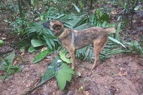 Anjing Pelacak 4 Anak Hilang di Amazon Hilang, Jadi Target Penyelamatan Sendiri