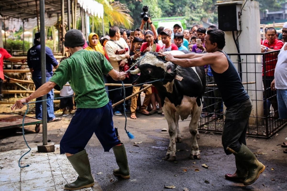 Pekerja menarik sapi untuk disembelih di Masjid Agung Sunda Kelapa, Jakarta Pusat, Jumat (1/9/2017). Tahun ini masjid Agung Sunda Kelapa menerima 10 ekor sapi dan 52 ekor kambing untuk dikurbankan.