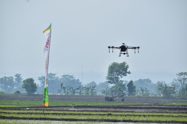 Drone Pertania yang berukuran sekitar 1 meter lebih itu mengudara membawa pupuk cair organik sebanyak 10-15 liter untuk disiramkan ke tanaman padi di lahan sawah di Sumber Sari, Ciparay, Kabupaten Bandung, Rabu (1/12/2021).