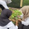 Gembiranya Siswa Sekolah Rakyat Wonosobo, Panen Sayur Hasil Budidaya Sendiri