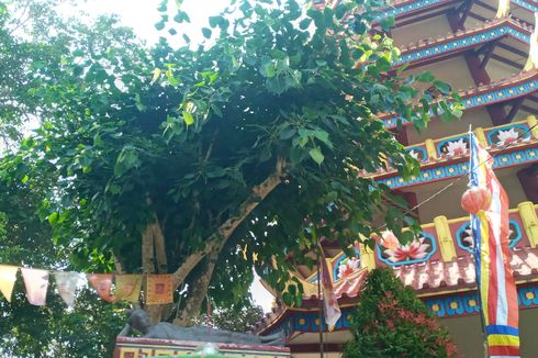 Melihat Pohon Bodhi, Tempat Buddha Bersemedi di Pagoda Nusantara Bangka