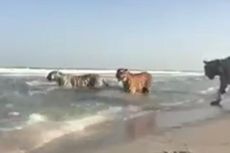 Terekam Video, 5 Harimau Besar Berkeliaran Bebas di Pantai Dubai 