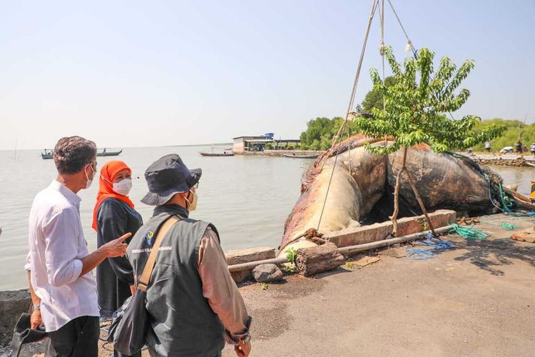 Gunernur Jawa Timur Khofifah Indar Parawansa ikut mengawal langsung proses evakuasi bangkai ikan Paus Balin di Pantai Kenjeram Park, Surabaya, Kamis (18/5/2023).