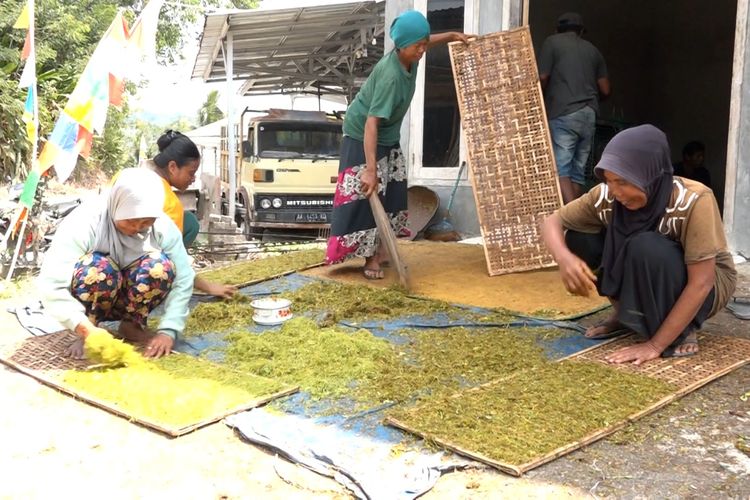 Petani Karanggayam Kebumen Sumringah karena Harga Tembakau Naik, Daun Kering Capai Rp 150.000 Per Kilogram
