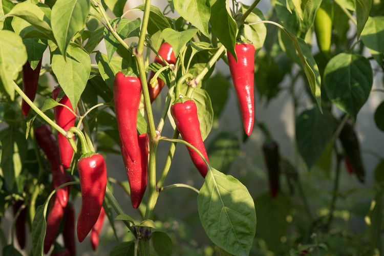 Ilustrasi tanaman cabai, daun cabai.