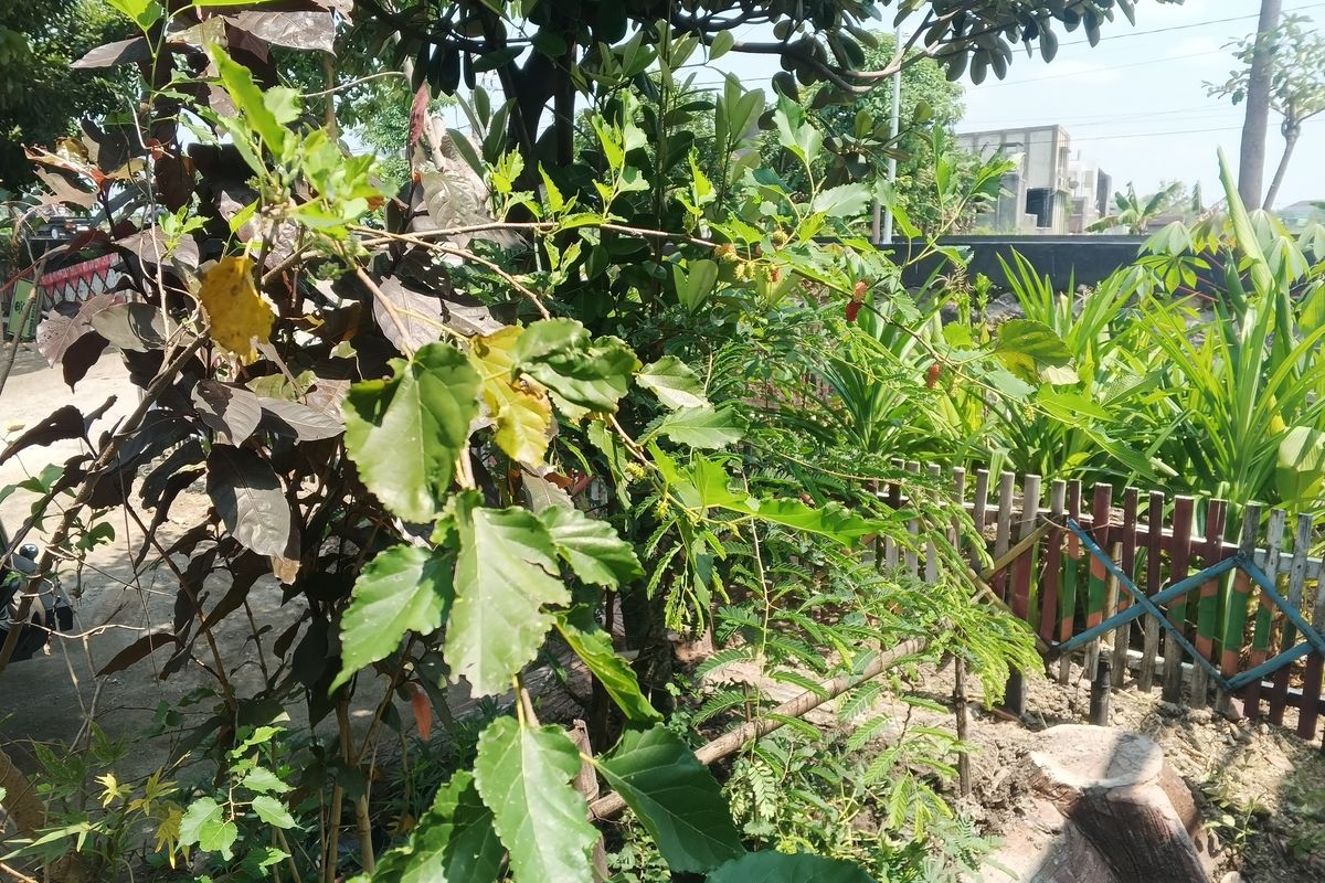 Tanaman-tanaman di pekarangan kantor desa di Kabupaten Ngawi, yang juga menjadi tempat untuk kegiatan pos gizi dashat (PGD) di Kabupaten Ngawi pada Kamis (16/4/2026).