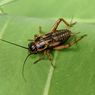 Apakah Serangga Memiliki Sumber Protein? Ini Kata Pakar Entomologi IPB
