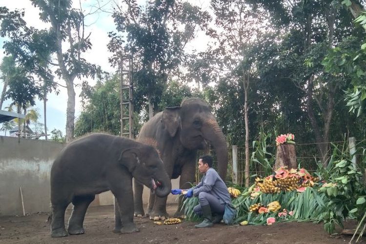 Pawang memberikan pakan berupa buah-buahan memaknai Hari Gajah Sedunia di Bali Zoo, Kabupaten Gianyar, Bali, Selasa (12/8/2025). 
