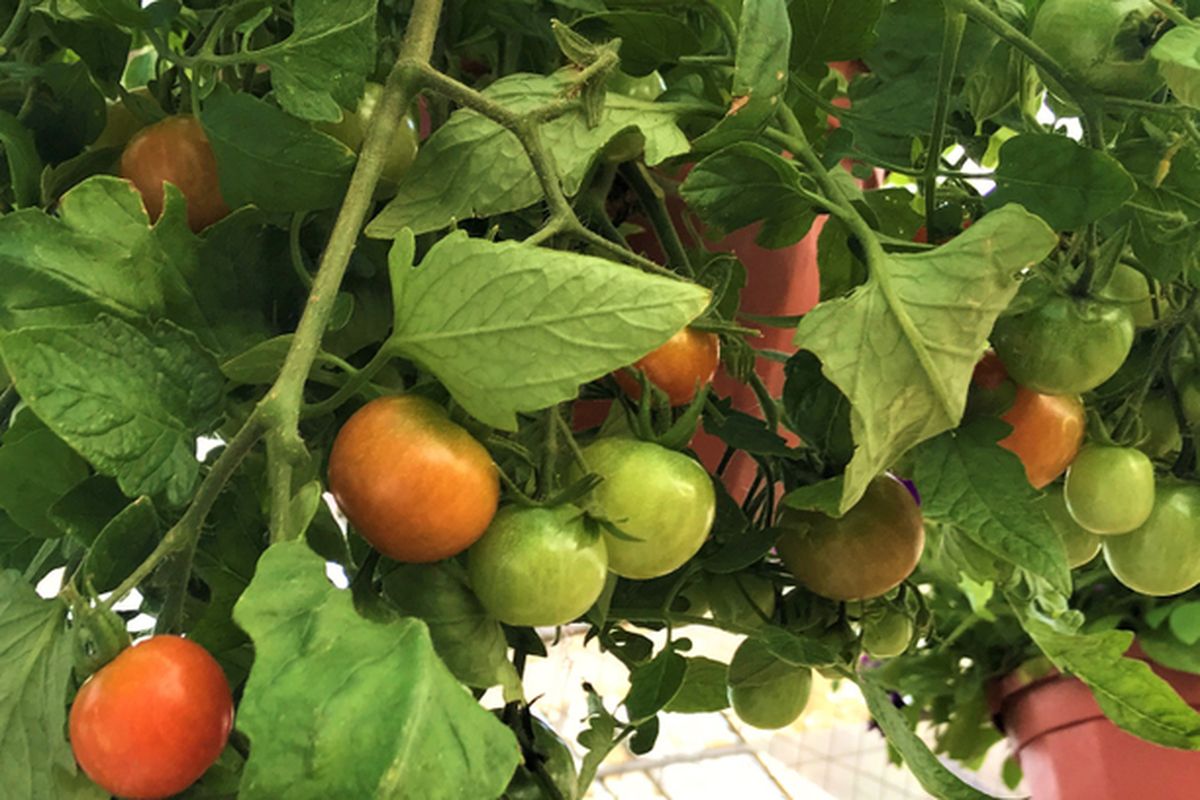 Ilustrasi menanam tomat di pot gantung. 