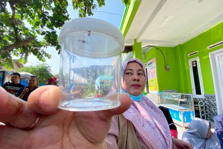 Petugas kesehatan menunjukkan sampel nyamuk yang serang warga di bantaran Waduk Saguling, Bandung Barat.