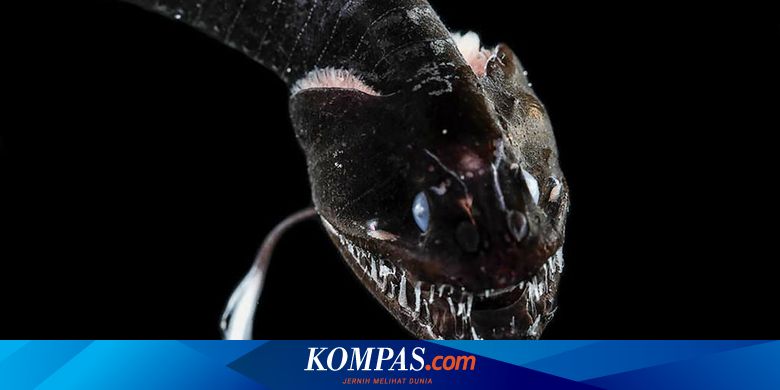 Ikan dengan Kulit Super Hitam Ditemukan, Bisa Serap 99,95 Persen Cahaya