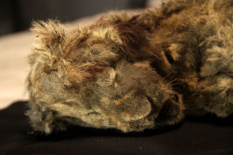 Mumi dua anak singa gua ditemukan di Rusia, dan diyakini merupakan spesimen mumi singa gua dalam kondisi terbaik yang pernah ditemukan di dunia.
