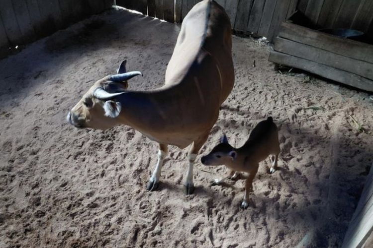 Anak Banteng Jawa Lahir di Pangandaran, Populasi di Purbajapa Kini 7 Ekor