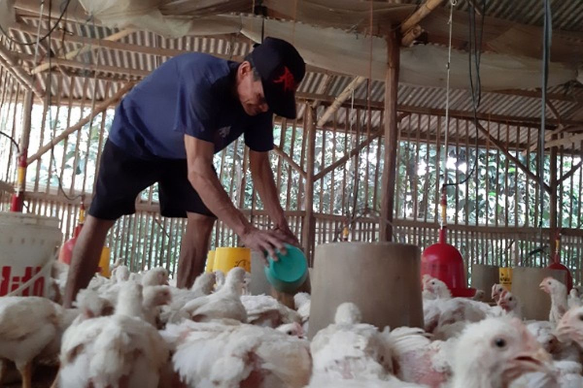 Salah seorang peternak ayam sedang memberi makan di Desa Kulu Kecamatan Karanganyar Kabupaten Pekalongan Jawa Tengah.