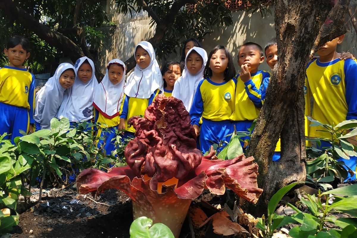 Bunga bangkai tumbuh di SDN Kayuringin Jaya II, Bekasi Selatan, Jumat (4/10/2019).