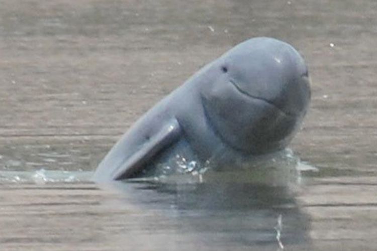 An image of Irrawaddy Dolphins around the Mahakam River in East Kalimantan, Indonesia. 