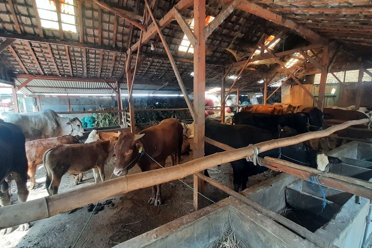 Sejumlah sapi di kandang milik Tekad, seorang peternak sapi asal Desa Palon, Kecamatan Jepon, Kabupaten Blora, Jawa Tengah, Selasa (6/6/2023)